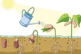 Cu mânuțe curioase și inimioare vesele, copiii au semănat semințe de grâu  🌱